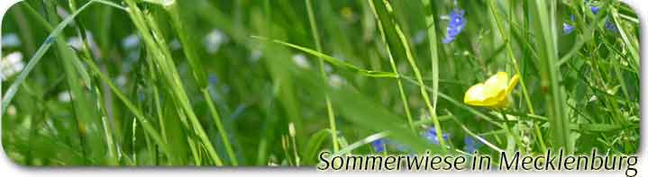 Sommerwiese Ferienhaus 248